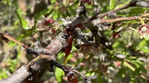 Winter Atmospheric Rivers Gave Pathogens, Diseases Path to Infect Crops