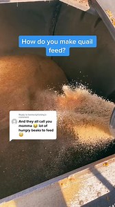 191K views · 1.6K reactions | How do you make quail feed? Here’s how we do it. We make tons of feed a week during peak season. #howto #feeding #fypシviralシ2024 #ReTokforNature #quail #poultry #Farming | Quail Lady Brittany Freedom Flyers | Facebook