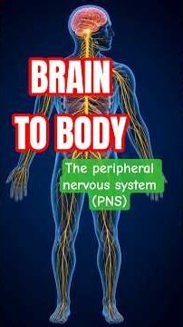 The Peripheral Nervous System: Your Body's Communication Network