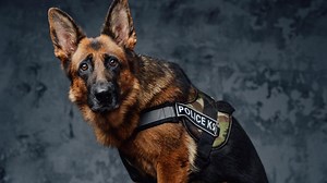 German Shepherd Best Tactical Harnesses (Ultimate List)