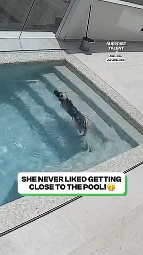 Dog day at the pool 🐶💦 | Fluffy Animals