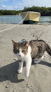Florida Cats Love the Sand Bar! | TropiCats