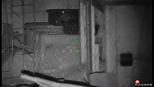 His buddy had to come out to check out those moves! Please follow on YouTube for full video shorts #nothingtoreport #atn #nightvision #marauder #benjaminmarauder #rats #varmint #fyp #crosshairs #fakerats #donnyfl #ratinfestation #rating #rat #ratting #dancingrat #helicoptertail