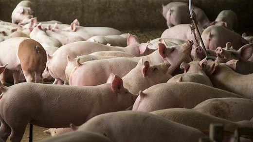 Iowa pig population reaches record 23.6 million