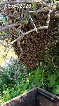 Oğullar Dallarda #arıcılık #beekeeping #swarm