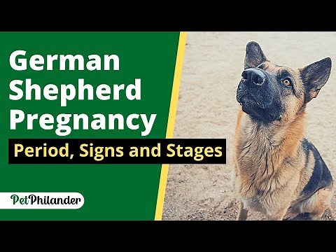 German Shepherd Pregnancy: Gestation Period Period, Signs and Stages ! Dog Health Tips