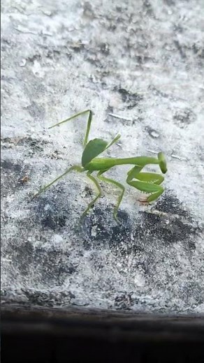 #mantis #insect #trendingshort #jaipur #viralshortsvideo #wildlife #wildphotography #nature