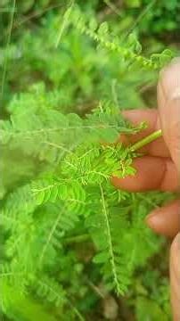 Công dụng tuyệt vời của cây chó đẻ (Diệp hạ minh châu) #caythuoc #câythuốcquý #lamvuon