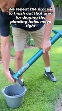 Transplanting Zoysia Grass Plugs