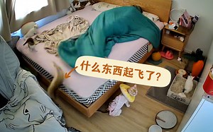 神经衰弱可千万别养猫