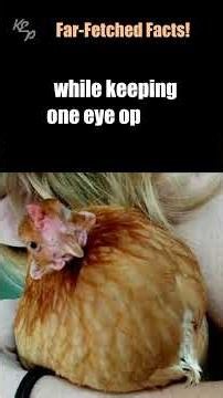 Far-Fetched Facts: Chickens