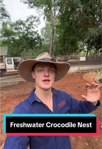 Freshwater vs Saltwater Crocodile Nests Explained