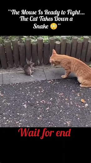 “Mouse Ready to Fight… Cat Attacks Snake 😳” #sorts #viral
