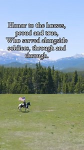 Historical equine soldiers, also known as war horses, have played a significant role in human warfare for centuries. Some of these horses were specifically bred and trained for battle, while others were pressed into service as when needed, providing transportation, reconnaissance, and combat support when needed. 🐴🇺🇸COMANCHE🇺🇸🐴. The sun blazed fiercely over the rolling plains as the 7th Cavalry marched toward the Little Bighorn River. Among the ranks was Comanche, a sturdy bay gelding known