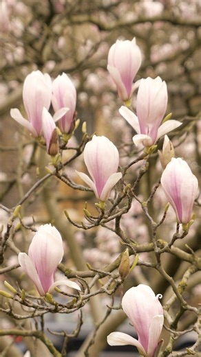 31K views · 660 reactions | How does the magnolia look where you are? We paid a visit to Lambeth Palace in London, to admire the magnolia blossoms in their historic central courtyard, and to hear more from head gardener Lindsay Schuman about caring for those picture-perfect petals. | BBC Gardeners' World Magazine | Facebook