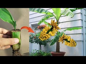 Creative Skills How to grow Banana trees from banana fruit in pots