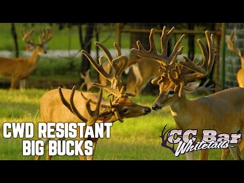 Genetically CWD Protected Deer at CC Bar Whitetails