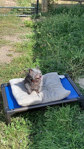 But really though… Small dogs are already disadvantaged by their stature. Do we truly give enough thought or empathy to what the world is like only being a few inches off the ground? It makes sense that Littles would naturally be defensive, so why are they typically an afterthought when it comes to training? Help your little dog feel comfortable in their own skin by giving them safe places like the crate and teach them a solid place command. Give them emotional legs to stand on by not constantly