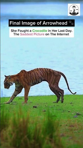 Tigress Arrowhead (T-84) Last Video | Ranthambhore’s Legendary Tiger Final Moments #tiger #t84