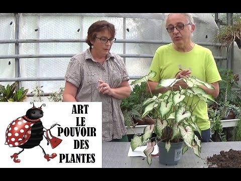 Conseils jardinage: Caladium: Entretien et arrosage: Plante verte