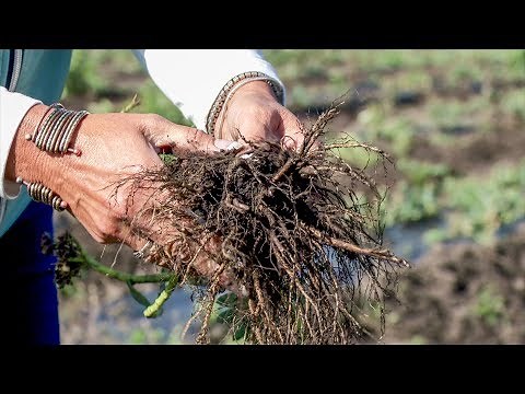 Growing Rhodiola Rosea (Arctic Root)