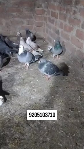 racer pigeon loft on Instagram: "#recents #pigeon #kabutar #ghaziabad #kabutarbazi♥️👑🕊️ shok trending viralreels reelsinstagram java reelsview racer reels reelsvideo delhi jamamasjiddelhi recent public views seelampur pasonda laxminagar okhla punjab punjabi haryana india world all birds bird birdphotography birdlovers foryou daily kabutarpalna kabutarlover😍😘 kabutarlover kabutarbazi instagood instalove instadaily instalike instamood instagoods reelviral reelsi̇ndia reelsvideo explore explore