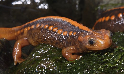 Emperor newt