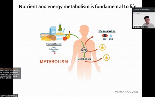 探索线粒体NADPH的功能