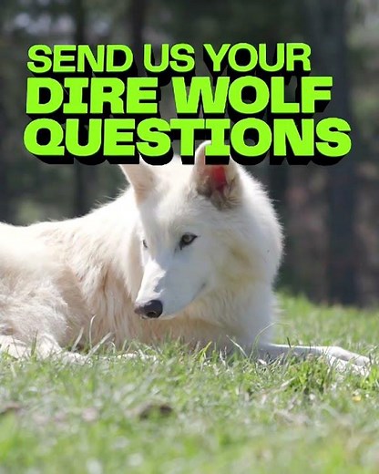 Send us Your Dire Wolf Questions