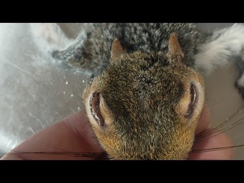 mounting a squirrel #outdoors #taxidermy