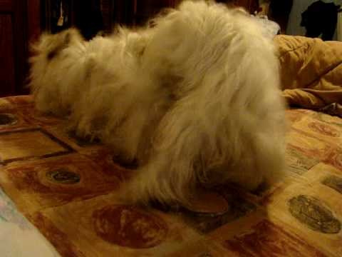 perros haciendo el amor 2