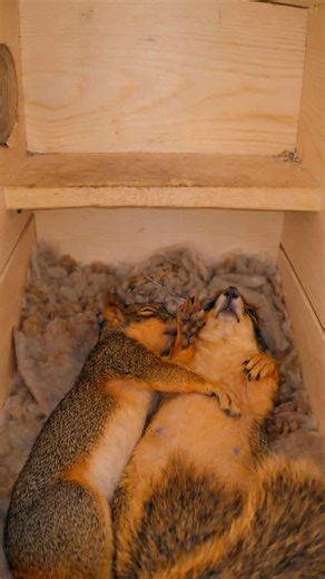 Squirrel Boxes on Instagram: "When you watch squirrels closely, you begin to understand how much their world depends on safety and familiarity. Their days are shaped by simple needs and fragile routines, where a secure place to retreat can mean everything. Providing them with shelter and care is more than an act of kindness, it is a way to ensure they can thrive, because every small life deserves comfort, security, and someone who cares. #squirrel #squirrels #squirrellife #squirrellove #squirrel