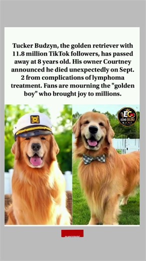 Internet's Favorite Golden Retriever Tucker Budzyn Dies at 8 😢 #celebritynews #shorts #dogs