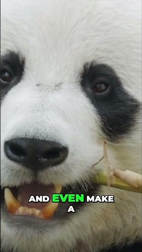 Panda Sounds: Discover the Secret Noises Pandas Use to Communicate! #shorts