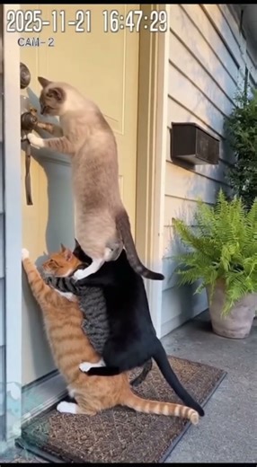 🦊😂 Epic Animal Pranks! 🐶🦁