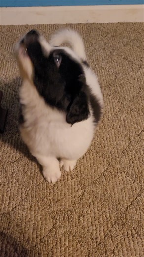 ✨ Meet the Planetary Pups – Out of This World Cute! ✨ Born July 3,...