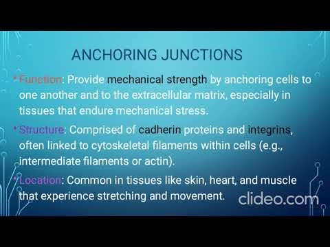 Membrane Junctions Explained in less than 14 mins You’ll Never Forget