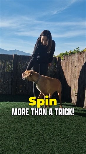 Bombproof Boxer on Instagram: "Day 16: National Dog Training Month 🐾 Spin - a fun trick that also works as a useful training tool for focus and movement. Teaching your Boxer to spin isn’t just entertaining. It’s a simple way to redirect attention from distractions, keep your Boxer moving, and support loose lead walking training. Why is Spin important? ⭐ Builds focus and engagement with you ⭐ Helps redirect attention in distracting situations ⭐ Encourages movement and flow ⭐ Keeps training fun T