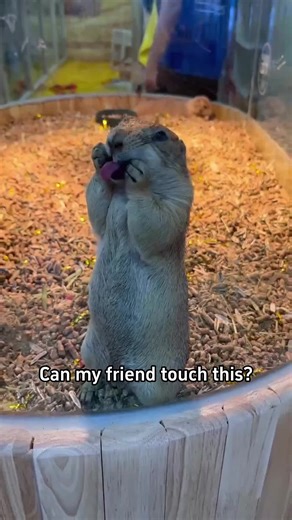 Can my friend touch this!#science #popular #usa #touch | Science