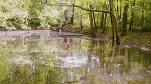 39K views · 337 reactions | Did you know that the Tennessee River...