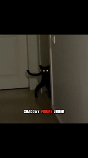 Larry on Instagram: "Larry hiding in my house 😭 #larry #fyp #viral #trending #explorepage #foryou #catmemes #funny #foryoupage #instagood #instadaily #scary #hobbikats #memes #reels #evillarry #scarystories"