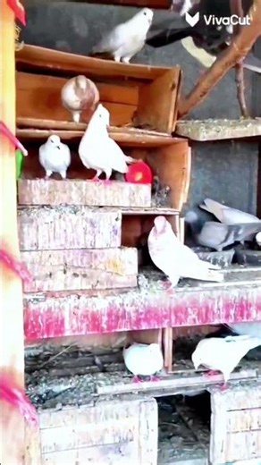 💚♥️💙trending short field video 💚♥️💙#viral short#viral kabutar#viral pigeons#new kabutar#kabutar baj