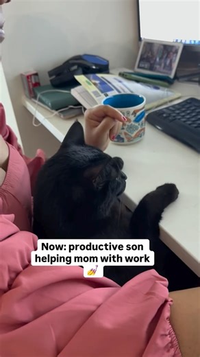 Pepito on Instagram: "Character development is real (from night demon to office assistant) #CatGlowUp #BlackCatEnergy #CatReels #PetMeme #fromchaostocalm"