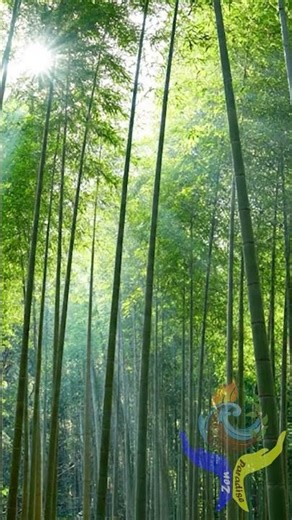 SEISHIN-TAKE – Japanese Zen Music for Bamboo Spirit Stillness (精神竹)