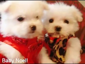 TINY TEACUP Maltese puppies for sale! Too die for cute video!