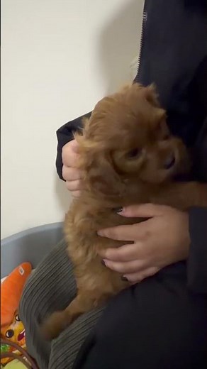 POV: Bringing Our Cavapoo Puppy Home for the First Time 🐶🚗