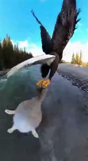 🔥 Eagle Hunting in Action – The True Ruler of the Sky