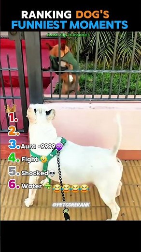 Ranking the Dogs Funniest Moments 🤣 | #dogs #pets #funny #shorts #shortfeed #memes #ranking
