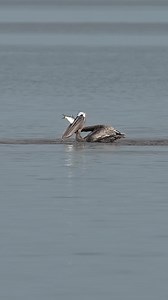 What does that pelican have? Let’s take a closer look. That was an oversized oily menhaden but isn’t going down without a fight. The fish is determined to find its way back into the water but this isn’t this pelican’s first fish wrangling rodeo. A few simple adjustments should send that fish right into its belly and if that doesn’t work then getting airborne should do the trick. Glad I’m not a fish. | Mark Smith Photography