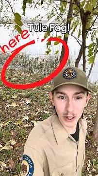 Tule Fog at Brannan Island State Recreation Area! #californiastateparks #fog #weather